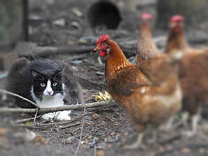 gatto_e_galline