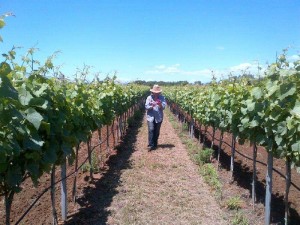 Vigne del Patrimonio