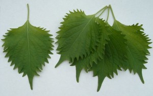 foglie-di-shiso