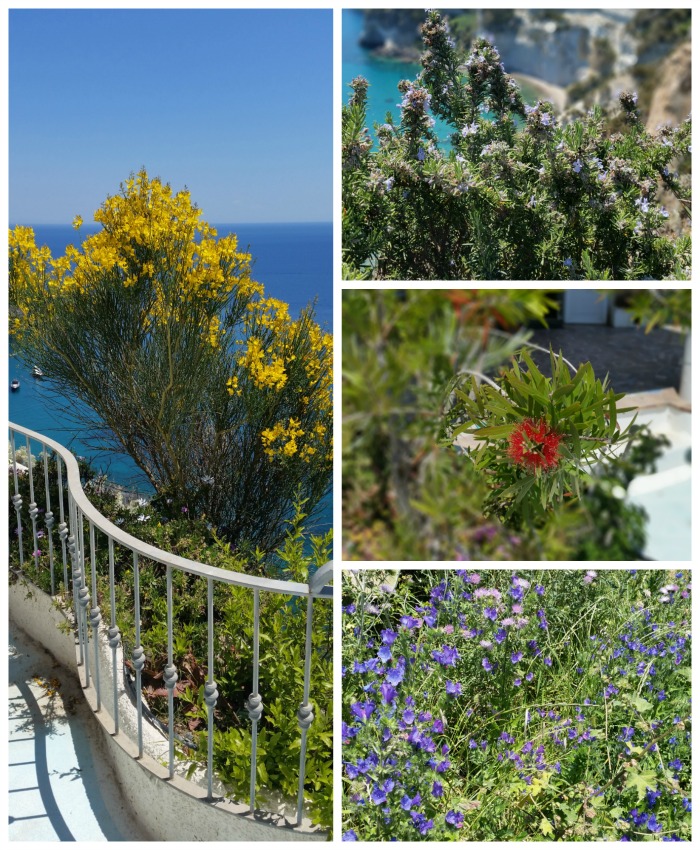 Fiori di Ponza2