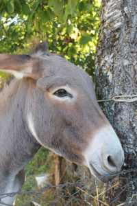 asino borbona