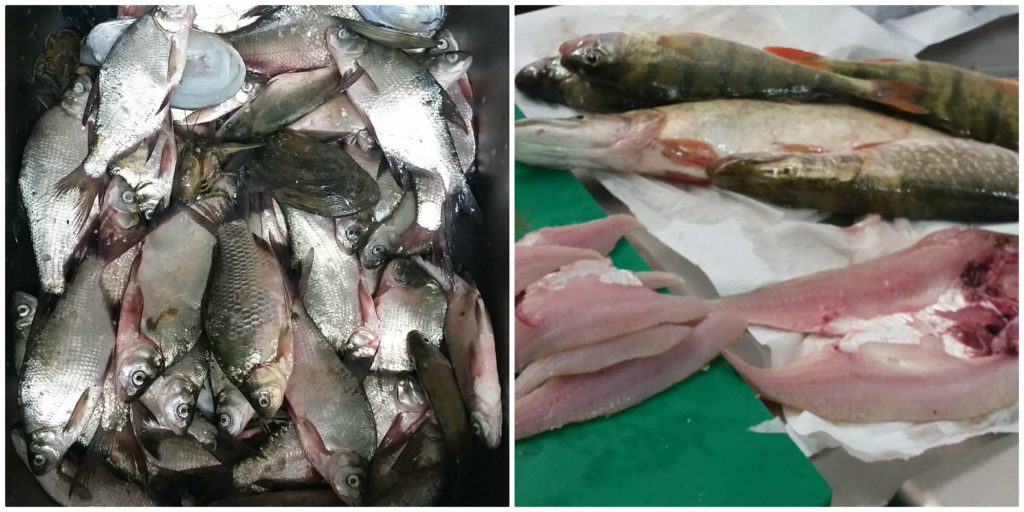 pesce-pescato-e-sfilettato