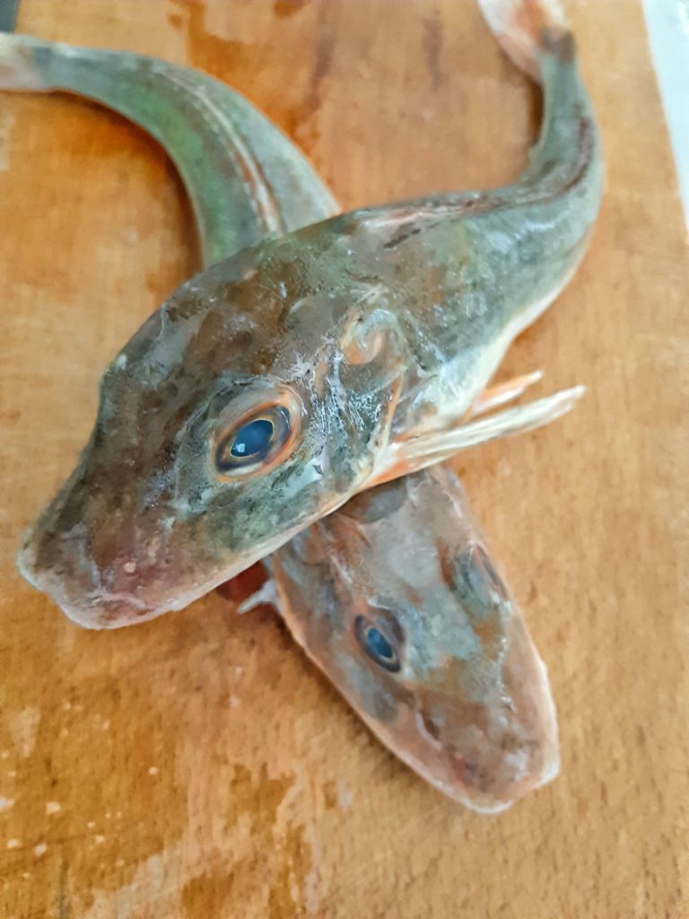 gallinella-di-mare