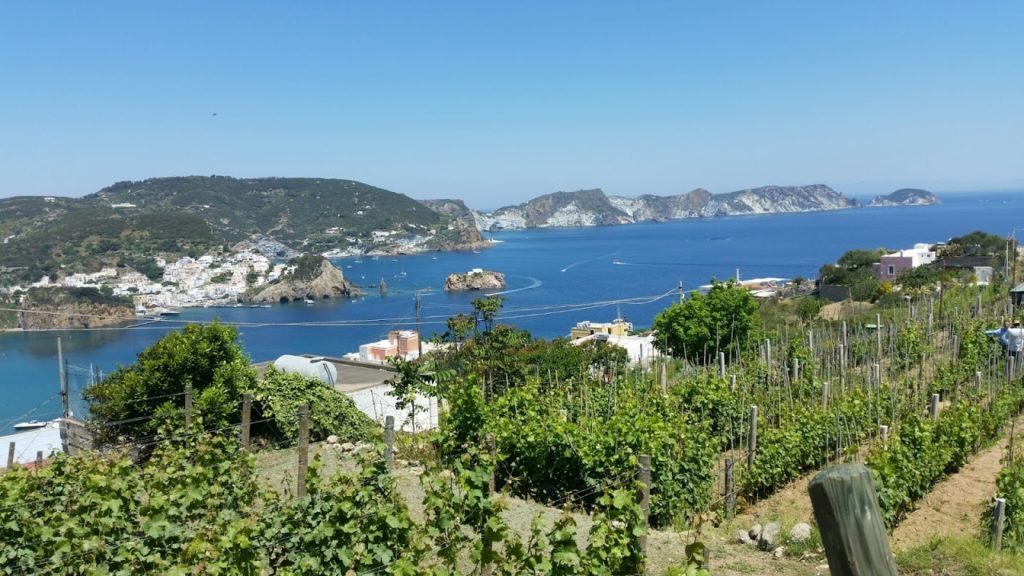 Ponza e vigneto di Biancolella